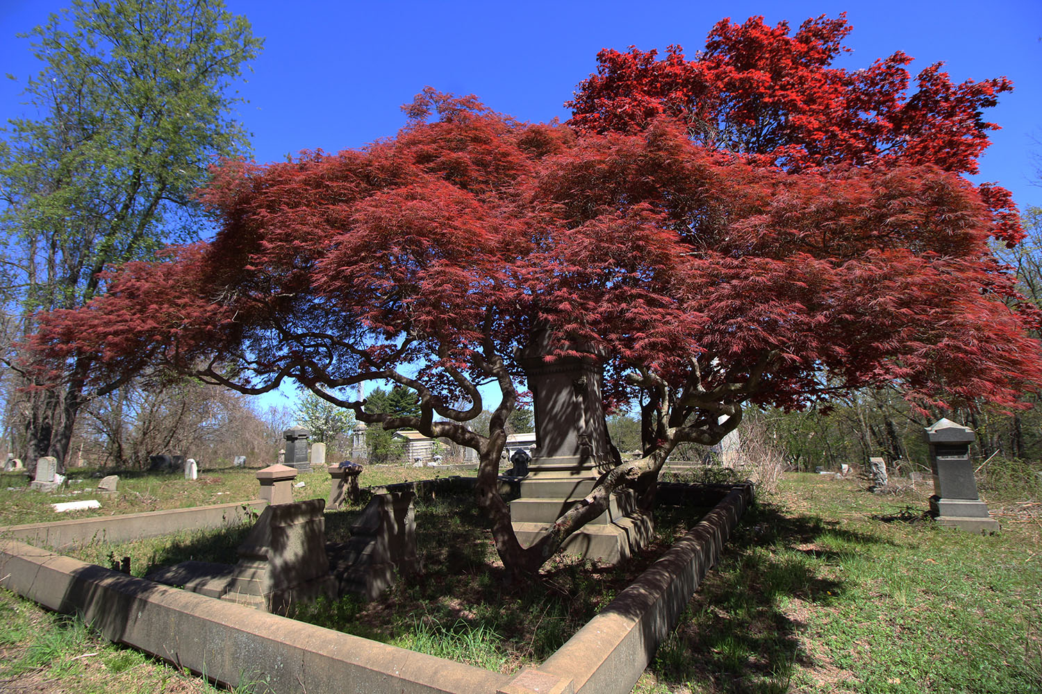 Japanese maple tree in front of a monument at Mount Moriah Cemetery